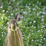 Du Chateau Des Fours 펜션 Cumont (Tarn-et-Garonne)