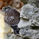 Du Chateau Des Fours Cumont (Tarn-et-Garonne)