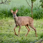 Du Chateau Des Fours 펜션 *