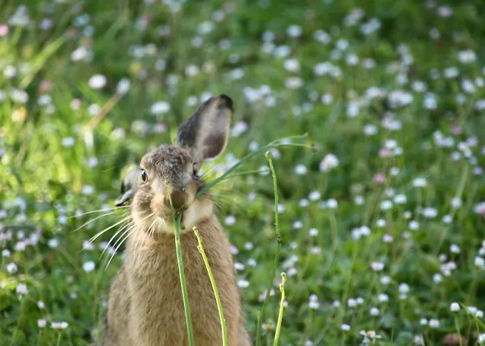 Du Chateau Des Fours Tatil Evi Cumont (Tarn-et-Garonne)